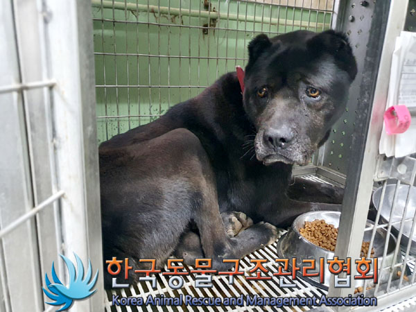 한국동물구조관리협회_441409202300508